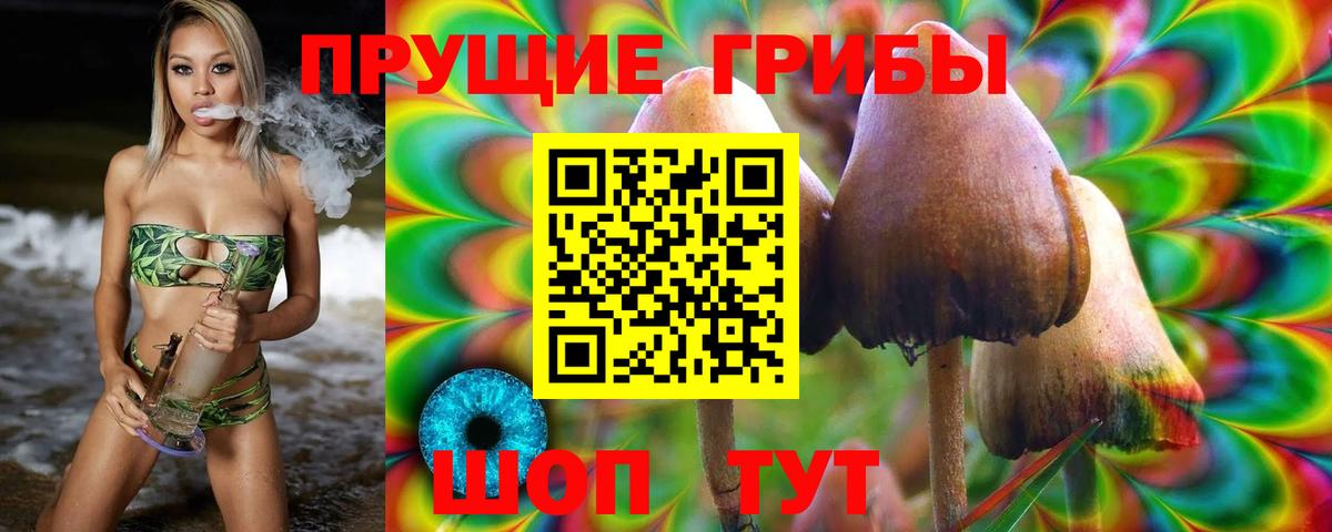 Галлюциногенные грибы Psilocybine cubensis Северобайкальск